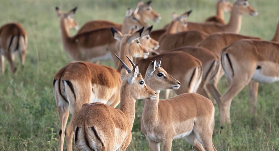 Tanzania nationaal park